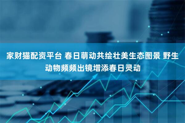 家财猫配资平台 春日萌动共绘壮美生态图景 野生动物频频出镜增添春日灵动